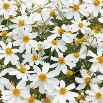Bidens Bee White - Tandzaad