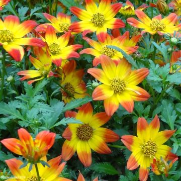 Bidens Beedance Painted Red - Tandzaad