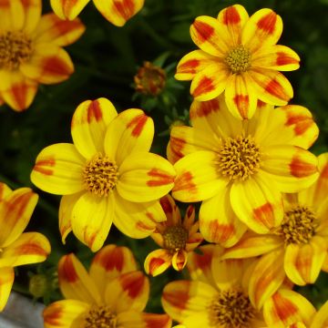 Bidens Beedance Painted Yellow - Tandzaad