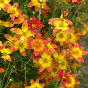 Bidens Campfire Fireburst - Tandzaad