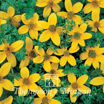 Bidens ferulifolia Golden Eye (zaad) - Gele bidens