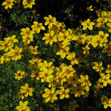 Bidens Yellow Charm - Gele bidens