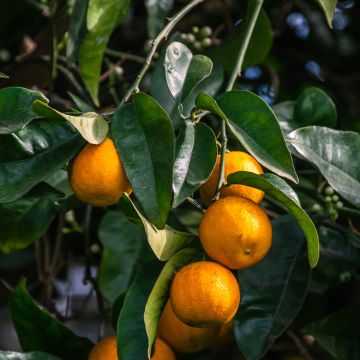 Citrus aurantium Bouquet de Fleur