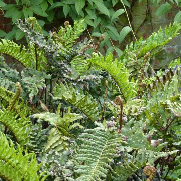 Blechnum chilense - Chileense harde varen
