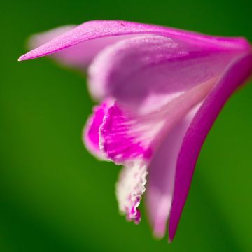 Bletilla striata Shi-ran - Japanse orchidee
