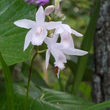 Bletilla striata f. gebina - Japanse orchidee