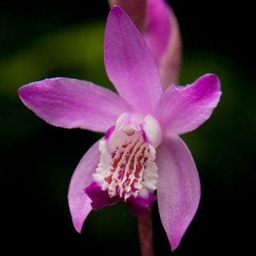 Bletilla striata - Japanse orchidee roze