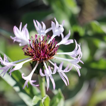 Centaurea montana Amethyst in Snow - Bergkorenbloem