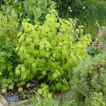 Boehmeria tricuspis - Chinese netel