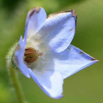 Borago pygmaea - Bernagie