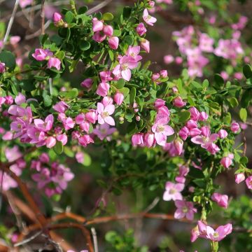 Boronia crenulata Shark Bay - Anijsboronia