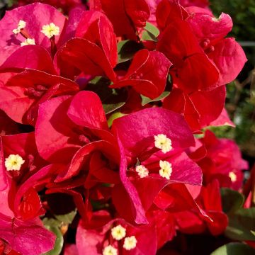 Bougainvillea spectabilis Donkerrood - Papierbloem