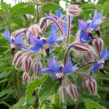 Bernagie BIO - Borago officinalis