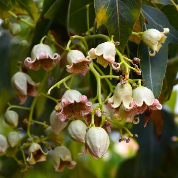 Brachychiton populneus - Kurrajong