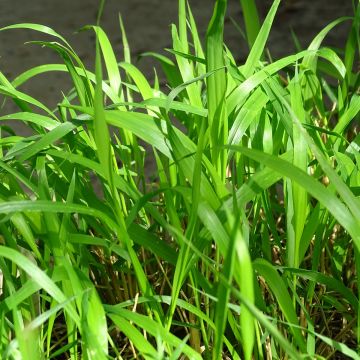 Brachypodium sylvaticum - Boskortsteel