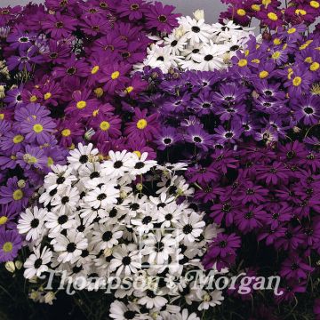 Brachyscome iberidifolia Bravo (zaad) - Zwanenbloem