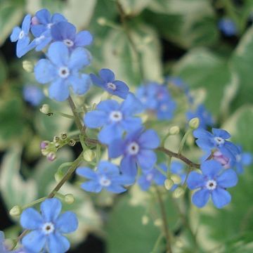 Brunnera macrophylla Variegata - Kaukasisch vergeet-mij-nietje