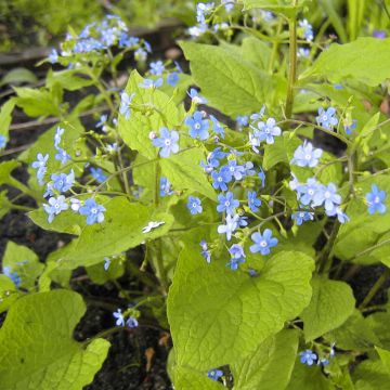 Brunnera macrophylla Green Gold - Kaukasisch vergeet-mij-nietje