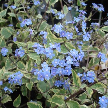 Brunnera macrophylla Hadspen cream - Kaukasisch vergeet-mij-nietje