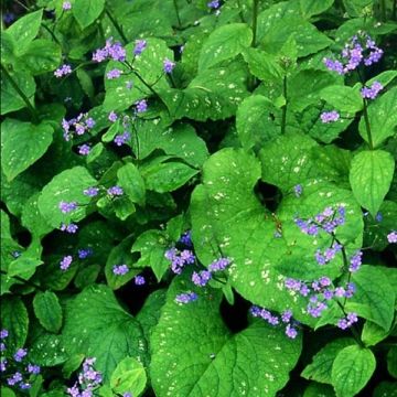 Brunnera macrophylla Langtrees - Kaukasisch vergeet-mij-nietje
