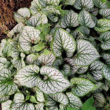Brunnera macrophylla Queen of Hearts - Kaukasisch vergeet-mij-nietje