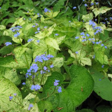 Brunnera macrophylla Yellow spring - Kaukasisch vergeet-mij-nietje