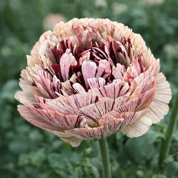 Ranunculus asiaticus Brushmark Verona - Perzische ranonkel