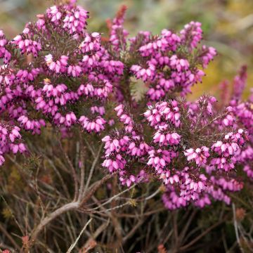 Erica darleyensis Kramers Rote - Winterheide