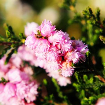 Calluna vulgaris H.E Beale - Zomerheide