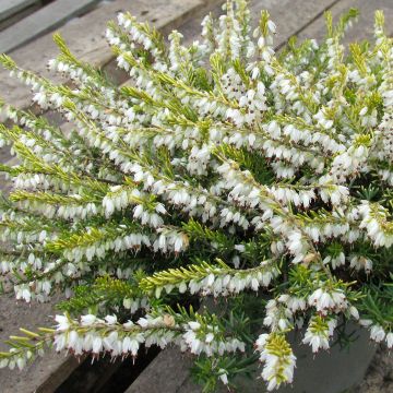 Erica darleyensis Golden Perfect - Winterheide