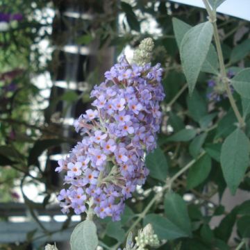 Buddleja Lochinch - Vlinderstruik