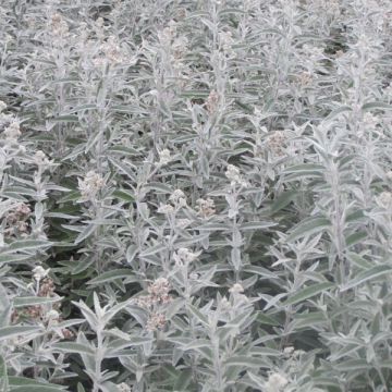 Buddleja Silver Anniversary - Vlinderstruik