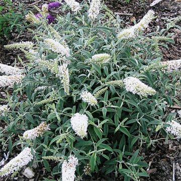 Vlinderstruik White Ball - Buddleja davidii