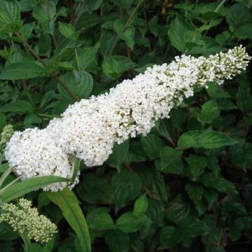 Vlinderstruik White Profusion - Buddleja davidii