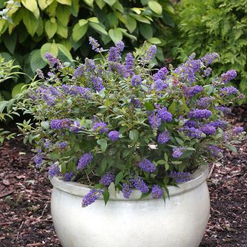 Vlinderstruik Blue Chip - Buddleja