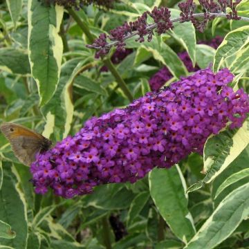 Vlinderstruik Harlequin - Buddleja davidii