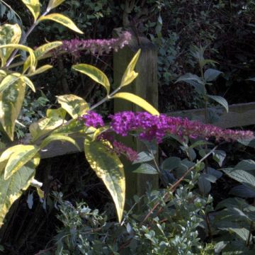 Vlinderstruik Masquerade - Buddleja davidii
