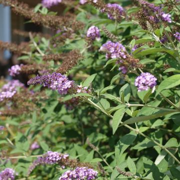 Vlinderstruik Nanho Paars - Buddleja davidii