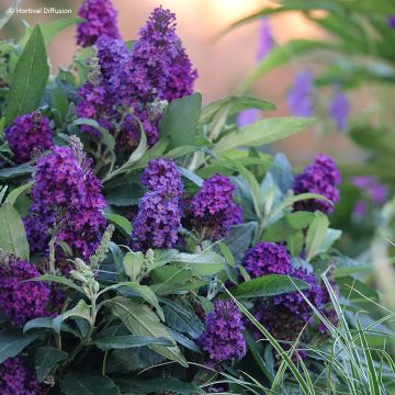 Vlinderstruik Tiny Buddy Deep Blue - Buddleja davidii