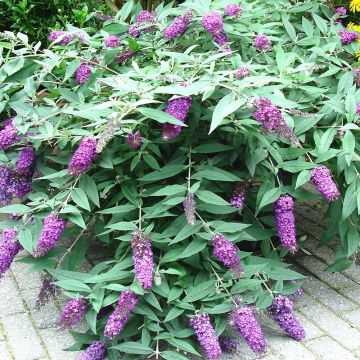 Vlinderstruik BLOOMTASTIC Dreaming Lavender - Buddleja davidii
