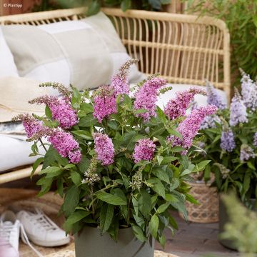 Vlinderstruik Butterfly Candy Little Roze - Buddleja davidii
