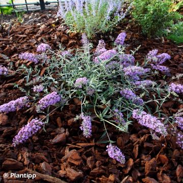 Vlinderstruik Free Petite Lavender Flow - Buddleja davidii