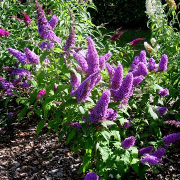 Vlinderstruik Peacock - Buddleja davidii