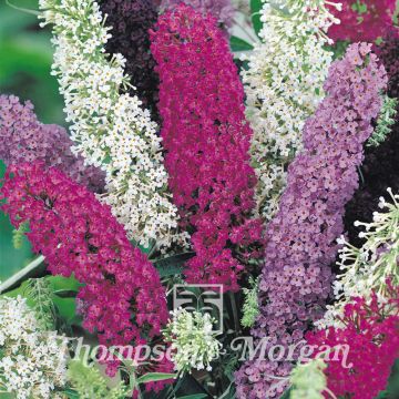 Buddleja davidii (zaad) - Vlinderstruik
