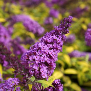 Vlinderstruik Moonshine - Buddleja davidii