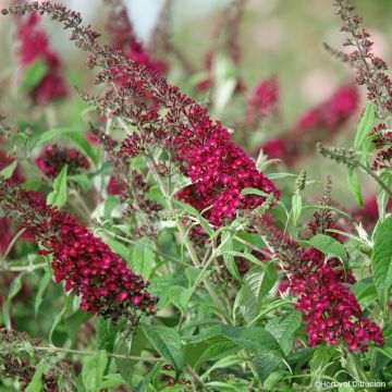 Vlinderstruik Rêve de Papillon Rood - Buddleja