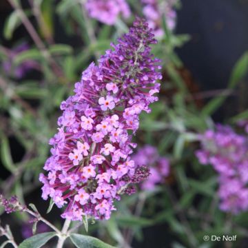 Vlinderstruik Sophie - Buddleja davidii