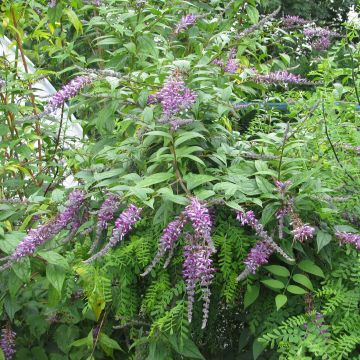 Buddleja lindleyana - Lindley-vlinderstruik