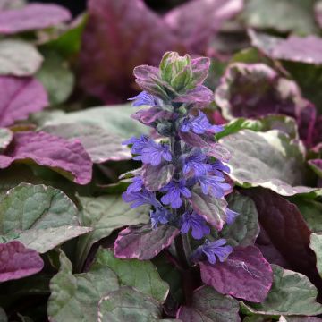 Ajuga reptans Burgundy Glow - Kruipend zenegroen