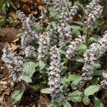 Ajuga reptans Schneekerze - Kruipend zenegroen